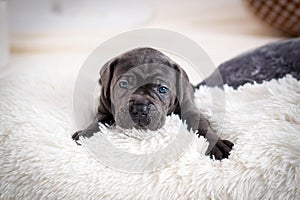 Puppy dog breed Cane Corso lies on a pillow