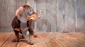 Puppy dog breed dachshund on wood background