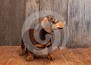 Puppy dog breed dachshund on wood background