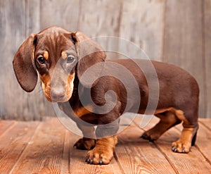 Puppy dog breed dachshund on wood background