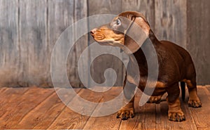 puppy dog breed dachshund on wood background