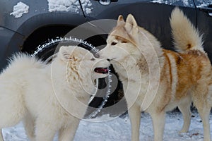 Puppy dog breed Samoyed Husky meets red