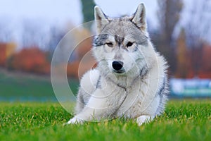 Dog breed Siberian husky