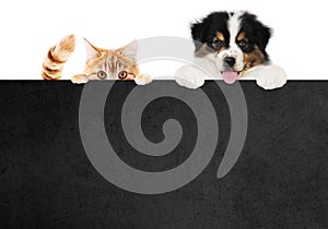 Puppy dog and cat pets together showing a black placard isolated on white background blank template and copy space, black friday