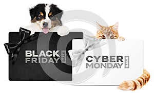 Puppy dog and cat pets together showing  black and silver gift card with black friday and cyber monday text isolated on white