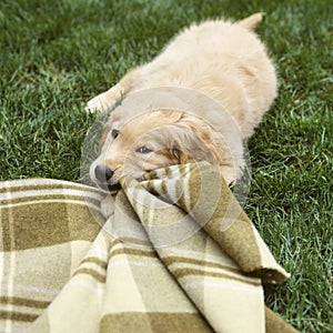 Puppy dog chewing on blanket. Cute, funny pet behavior. Animal obedience training.