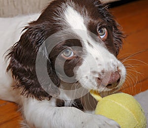 Puppy dog chewing toy