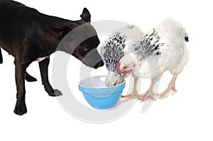 Puppy dog and chicken eating