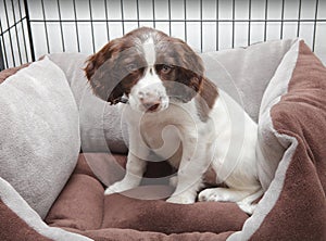 Puppy dog in comfy bed photo