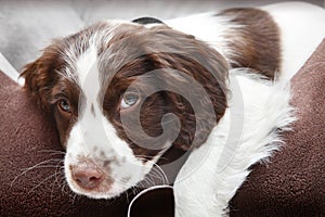 Puppy dog in comfy bed photo