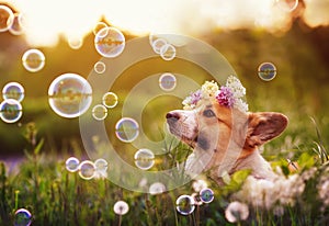 puppy dog Corgi lying in the green grass with a wreath of lilac on a Sunny summer day in soap bubbles