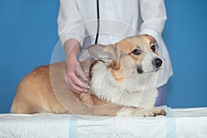 puppy dog Corgi lying on the table on the examination a veterinarian with a stethoscope in the clinic