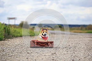 puppy dog Corgi sitting on the road on an old suitcase waiting for a passing car