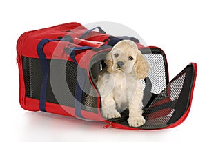 Puppy in a dog crate bag