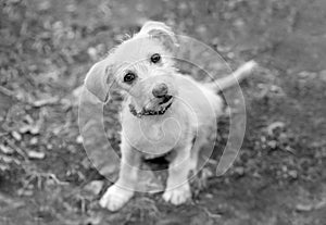 Puppy Dog Curious Confused Looking Adorable Black And White