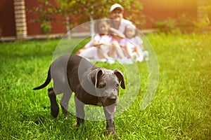 Puppy dog and defocused family with children in summer in the green garden