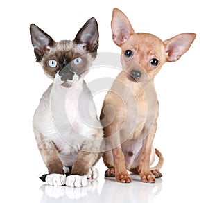 Puppy dog and Devon rex cat on a white background