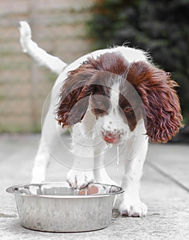 Puppy dog drinking water