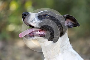 Puppy Dog Eager Curious Cute Outdoor Closeup Tongue Panting