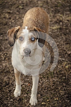 Puppy dog face heterochromia eyes