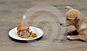 Puppy dog fastidious looking at and hypnotizes tasty hamburger