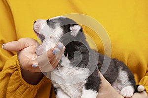 Puppy dog on female hands. Womans hands are holding newborn husky puppy. Pet care concept