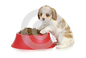 Puppy with dog food bowl photo