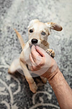 Puppy dog gets a goodie treat, training the pet