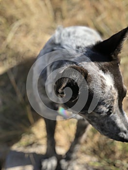 Puppy dog in the grass