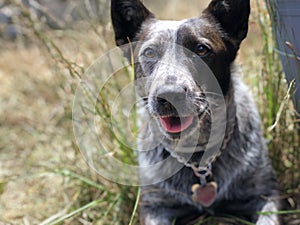 Puppy dog in the grass