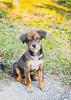 Puppy the dog on a green grass looking to the camera face is sad. outdoors