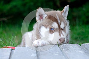 Puppy dog husky is waiting on the street, with copy space for text, lonely love concept.