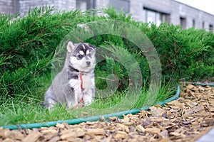 Puppy dog husky is waiting on the street, with copy space for text, lonely love concept.