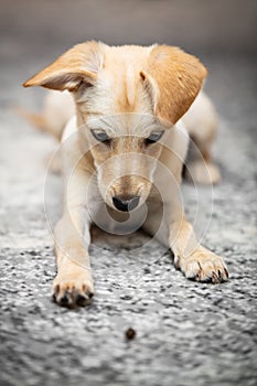 Puppy dog learning obedience, training and upbringing with goodie