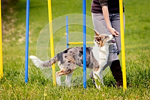 Puppy dog learning with weave poles, agility train for more activity and concentration