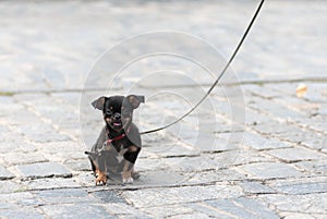 Puppy dog on a leash