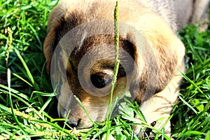 Puppy dog lying in grass