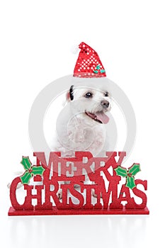 Puppy dog and Merry Christmas sign