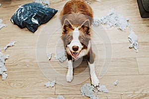 Puppy dog mischief lying down after bite a pillow and destroy it photo