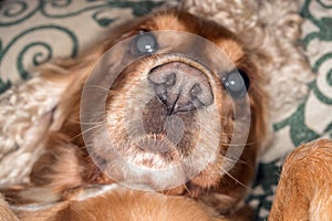 Puppy dog nose macro detail close up