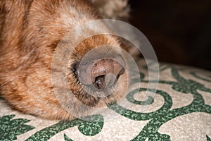 Puppy dog nose macro detail close up