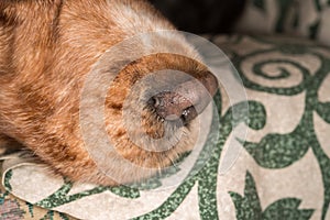 Puppy dog nose macro detail close up