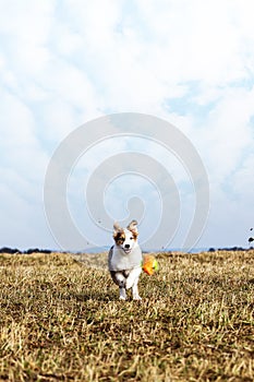 Puppy dog is playing with dog toy