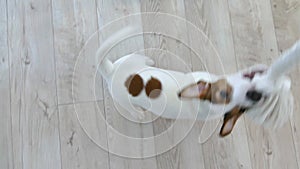 Puppy dog plays with rope and toys. Pull to yourself. Spend time with a pet. jack russell