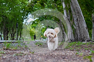 Puppy dog, poodle terrier walking on park, Cute white poodle terrier, relax pet, poodle terrier mix