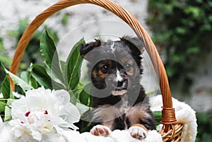 Puppy dog portrait in basket with flowers bouquet outdoor. Adorable serious young domestic animal brown puppy sitting with paws on