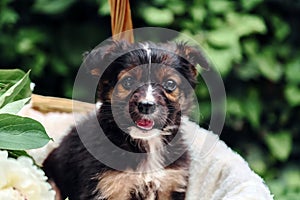 Puppy dog portrait in basket with flowers bouquet outdoor. Adorable serious young domestic animal brown puppy sitting sticking out