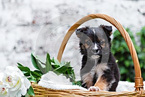 Puppy dog portrait in basket with flowers bouquet outdoor. Adorable young domestic animal brown puppy sitting with paw on basket