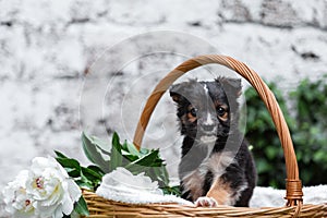 Puppy dog portrait in basket with flowers bouquet outdoor. Adorable young domestic animal brown puppy sitting with paw on basket