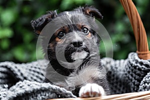Puppy dog portrait peeps out basket outdoor. Adorable serious young domestic animal brown puppy sitting with paw on basket border